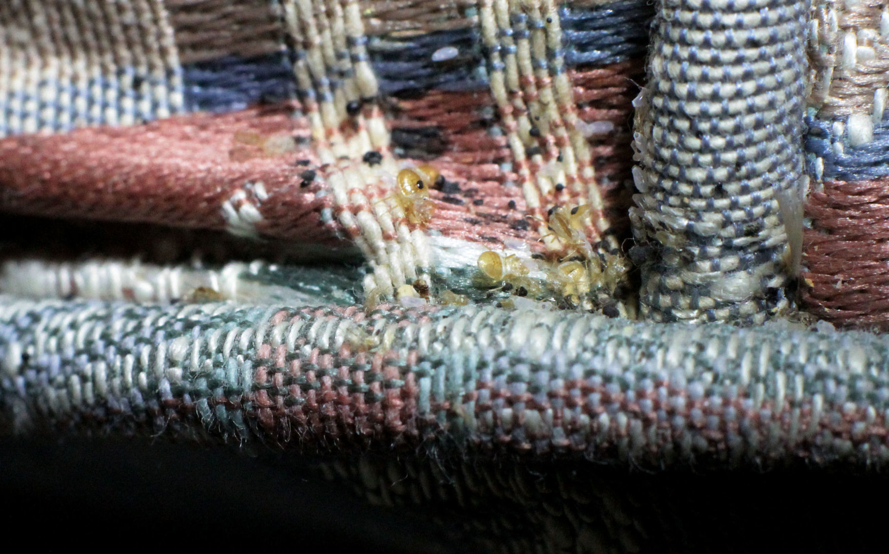011319-qct-fea-bedbugs-013